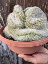 Mammillaria spinossisima crest usato  Mazara del Vallo