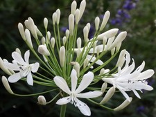Agapanthus getty white for sale  USA