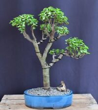 Baby jade bonsai for sale  Patchogue