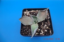 Agave potatorum bon for sale  Murrieta