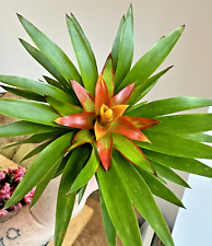 Guzmania theresa houseplant for sale  NORTHWICH