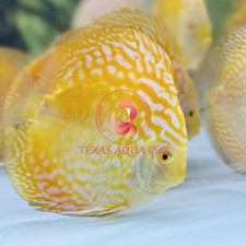 Live gold pigeon for sale  Cypress