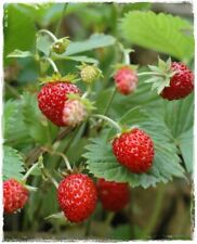 Pianta fragola bosco usato  Montichiari