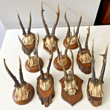 Rehbock starke reh gebraucht kaufen  Berlin