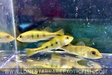 Kelberi peacock bass for sale  Livingston