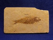Pesce fossile knightia usato  Napoli