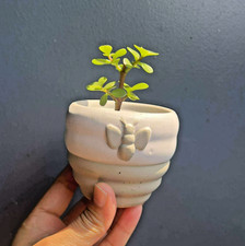 Portulacaria afra mini for sale  Webster