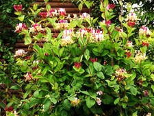honeysuckle lonicera for sale honeysuckle lonicera for sale USA