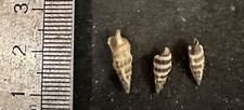 Collection coquillage fossile d'occasion  Champigny-sur-Marne