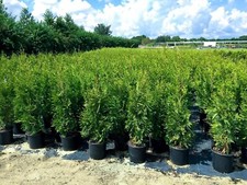 Emerald green arborvitae for sale  Littleton