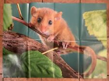 haselmaus gebraucht kaufen haselmaus gebraucht kaufen Husum