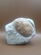Fossile oeuf flamand d'occasion  Clermont-Ferrand-