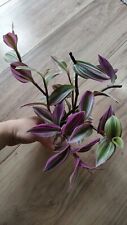 Tradescantia pink nanouk. for sale  CANNOCK