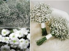 Gypsophila elegans baby for sale  BROCKENHURST