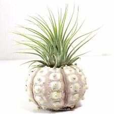 Tillandsia green ionantha for sale  LEIGH