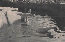 Paris parc zoologique d'occasion  Vasles