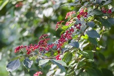 Viburnum lantana wolliger gebraucht kaufen Viburnum lantana wolliger gebraucht kaufen  Westerstede