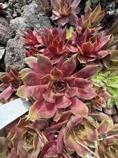 Sempervivum mix sorten gebraucht kaufen  Sontra