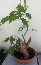Bonsai utdoor eiche gebraucht kaufen  Neustadt a.d.Donau