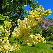 Easy grow lilac for sale  San Marcos