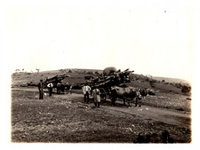 Causse cattle carriage d'occasion  Expédié en Belgium