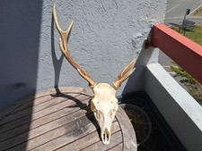 Crâne cerf sika d'occasion  Lorient