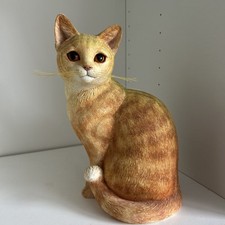 ginger tabby for sale ginger tabby for sale KIDDERMINSTER