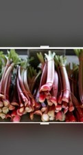 Strawberry red rhubarb for sale  Aberdeen
