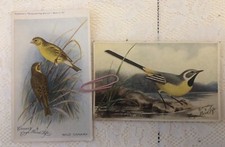 canary for sale canary for sale UK