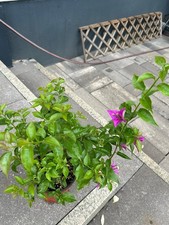 bougainvillea gebraucht kaufen bougainvillea gebraucht kaufen Bremen