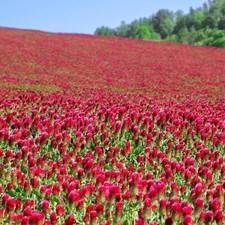 grass mix hay for sale grass mix hay for sale Euclid