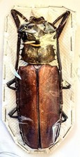 Callipogon armillatus 117mm for sale  Everett