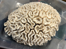 Large pound brain for sale  Brookfield
