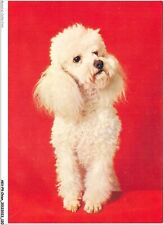 Akvp9 0705 chien d'occasion  France