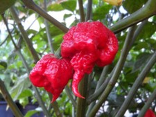 Graines carolina reaper d'occasion  Expédié en France