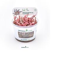 Cryptocoryne flamingo invitro gebraucht kaufen  Püttlingen