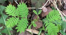 Mimosa tree live for sale  Glennville