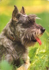 Ddr hund alte gebraucht kaufen  Mönchengladbach