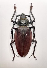 Entomology taxidermy male d'occasion  Expédié en Belgium
