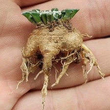 Ariocarpus kotschoubeyanus var usato  Tramonti