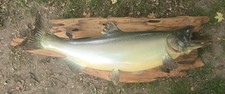 salmon taxidermy for sale salmon taxidermy for sale Morrison