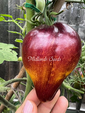 Sophia sweet caramel for sale  HINCKLEY