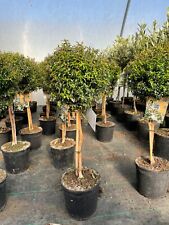 Mini myrtle tree for sale  LYMINGTON