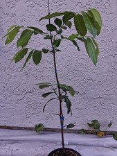 Black sapote grafted for sale  Palm Bay