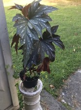 Begonia live plant for sale  Marshalls Creek