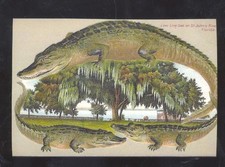 Alligator border st. for sale  Sedalia