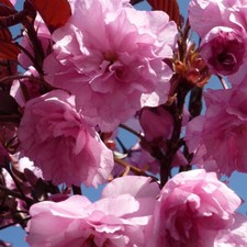 japanese cherry tree for sale japanese cherry tree for sale KING'S LYNN