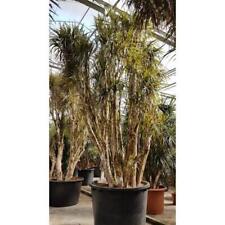 Drachenbaum dracaena marginata gebraucht kaufen  Wurzen