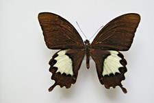 Papilio albinus butterfly for sale  LIVERPOOL