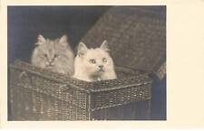 Chats mk43595 chat d'occasion  France